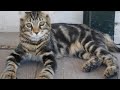 Highlander - cat breed の動画、YouTube動画。