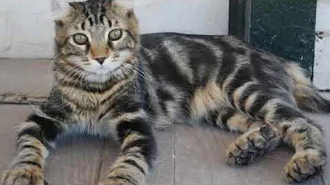 Watch the video about Highlander - cat breed
