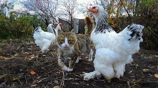 #Koshlandia Siberian Farm cats and chickens Кот да петух #Koshlandia Siberian Farm cats and chickens Кот да петух