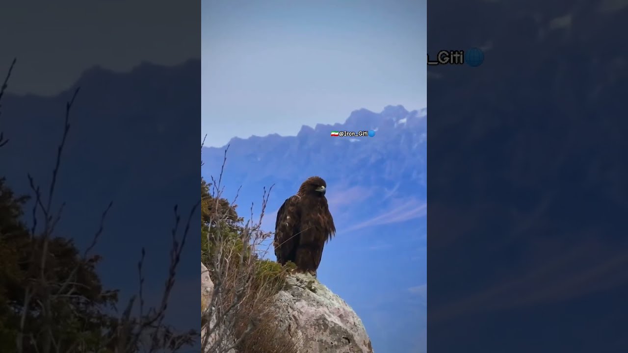 Golden Eagle The Mighty Mountain Northern Iran S Wild Majesty 