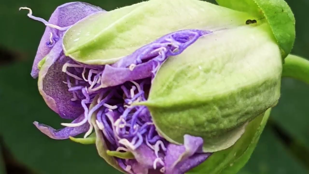 Passion Flower YouTube