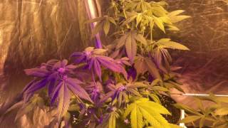 Indoor update