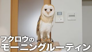 フクロウのモーニングルーティン