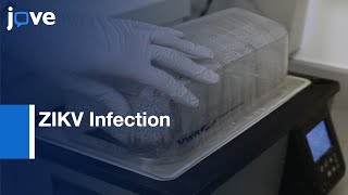 ZIKV Infection Modelling by Stem Cell derived Cerebral Organoids | Protocol Preview