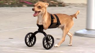 Dog Wheelchair - Cute Disabled Dogs Getting A Second Chance To Be Happy by HTH 7,023 views 2 years ago 8 minutes, 45 seconds