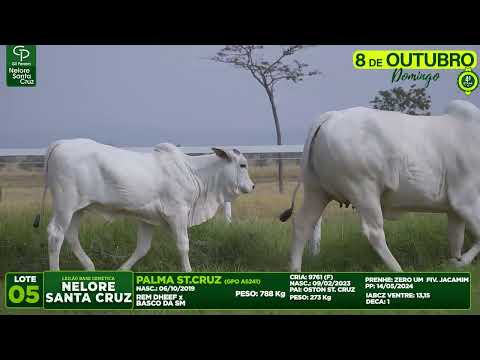 LOTE 05   GPO A5241 CRIA 9761