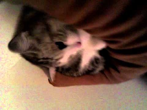 Air horn SCARED CAT YouTube Air horn SCARED CAT YouTube