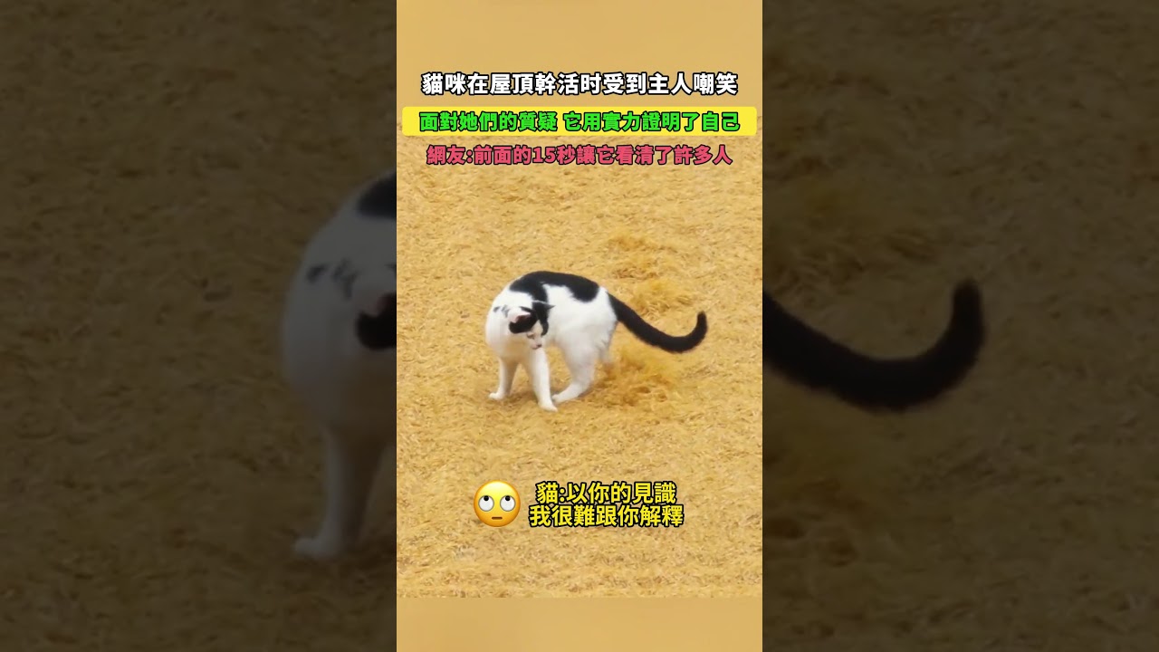 貓咪在屋頂幹活時受到主人嘲笑！面對她們的質疑，它用實力證明了自己！網友：前面的15秒讓它看清了許多人！ #大熱門