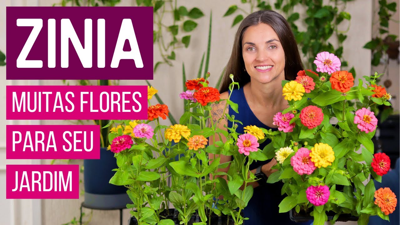ZÍNIA 🌼 MUITAS FLORES COLORIDAS para seu JARDIM - COMO CULTIVAR