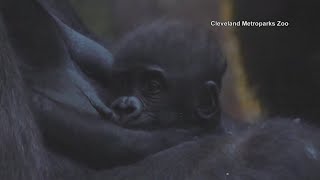 Baby gorilla finds a new home with foster mom