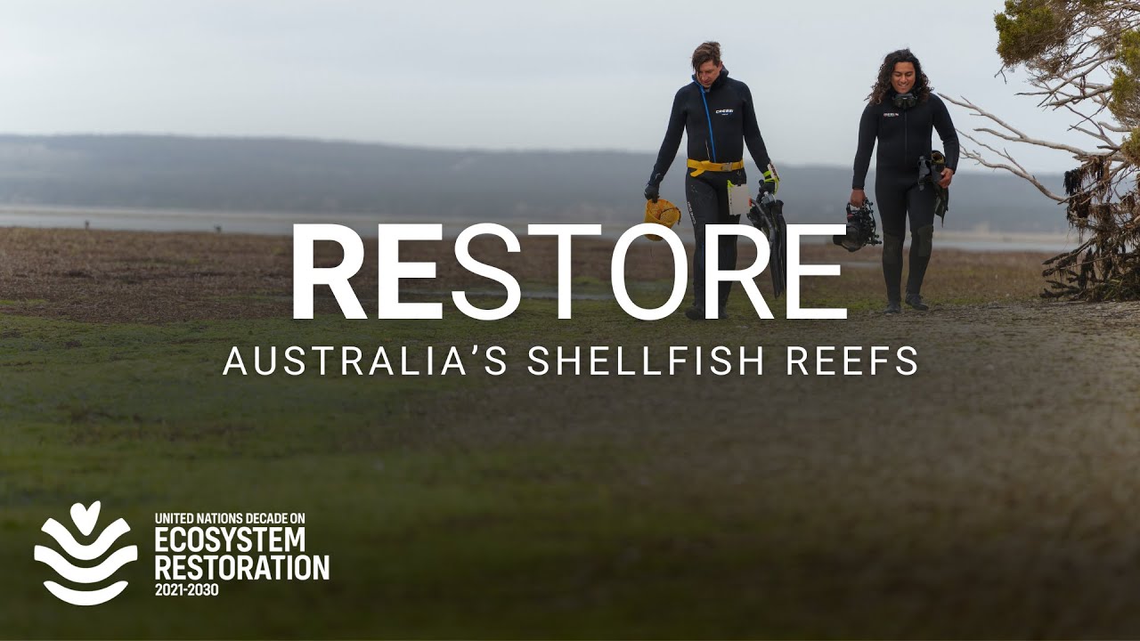 From near extinction: How Australia is restoring its shellfish reefs ...
