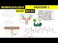 Biomolecules 6 |  Proteins Introductions | Functions | Peptide bond formation | GLUT 4