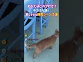 ネコさんの愉快すぎる爆笑シーン５選 #猫 #2ch動物スレ #shorts