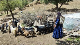 Brave nomadic woman: taking sheep to pasture in the heart of the mountains