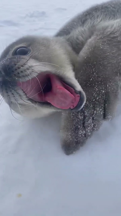 Seal Sounds Like A Human