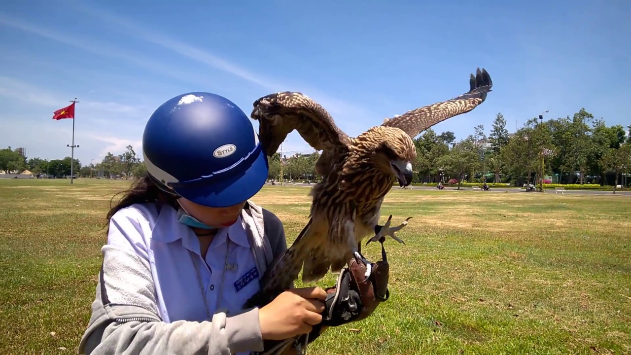 Biễu diễn huấn luyện Diều Hâu ở Quy Nhơn – Demonstration training for Hawksbill