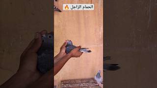 الحمام_الزاجل pigeon_voyageur حمام_الزينة hamam_zajil الحمام_الزاجل_في_المغرب