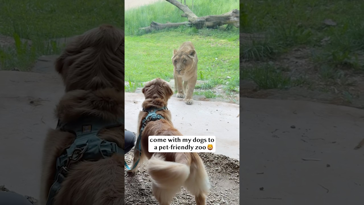 My dogs go to a pet-friendly zoo!