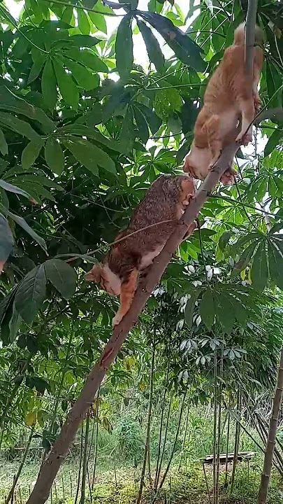 Main dibawah knaaapa nak#anakkucinglucuimutgemesin #cat #kitten