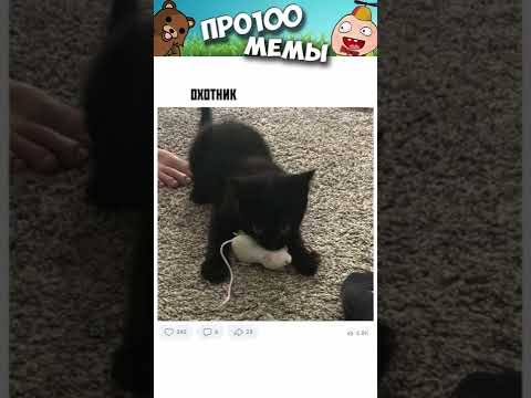 Смешные мемы котов без озвучки