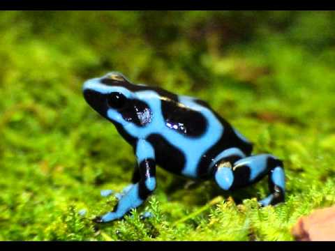 video phone beyonce mp3 Mint dart frogs