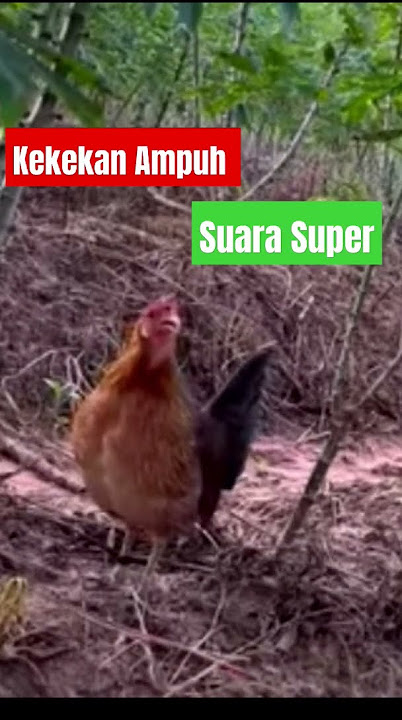 Pikat Ayam Hutan Betina Ampuh!!!