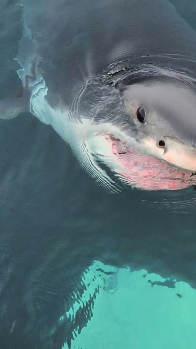 Great White #marinebiology #greatwhite #greatwhiteshark #Halifax #sharks #sharkresearch
