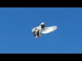 Cropper tumbler pigeon breeder krystian buczek 2020