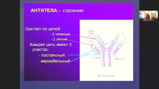 Видеоурок на тему: Строение и структура антител. Специфичность антител (активного центра)