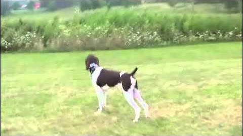 Running as positive reinforcment teaching Whoa Command