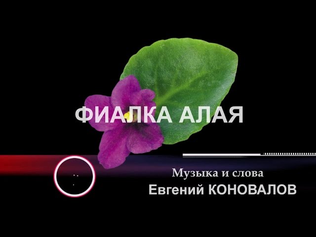 Украинская песня фиалки. Коновалов фиалка алая. Песня фиалка алая. Коновалов фиалка алая текст.