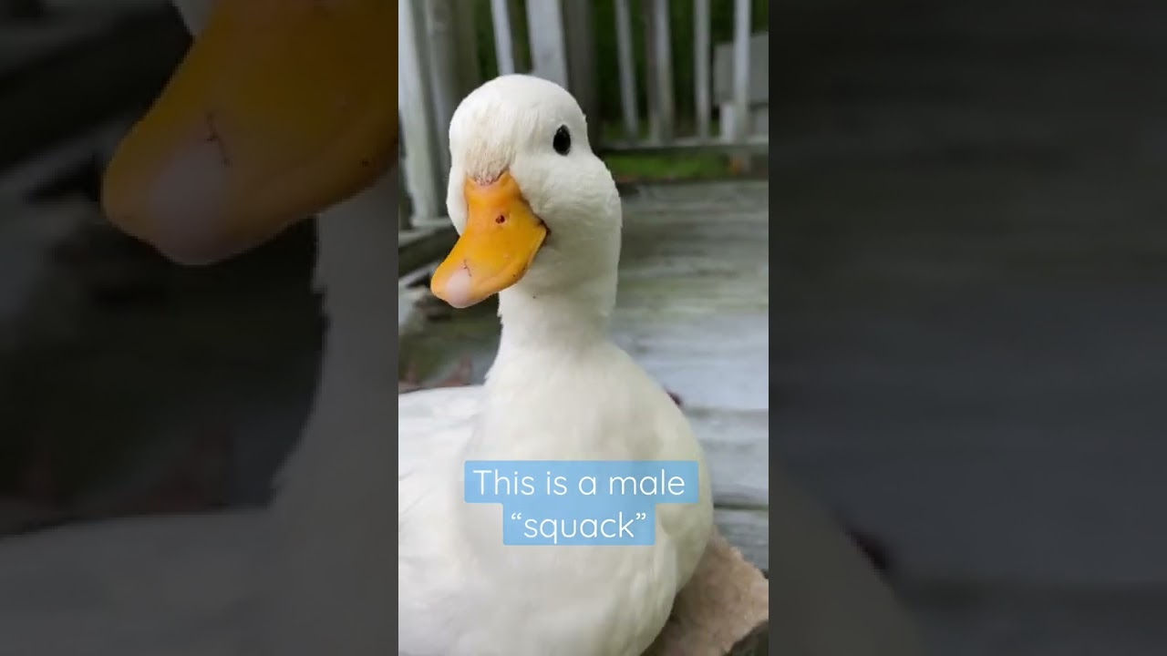 Males have a soft/raspy squack whereas females have a sharp/loud quack