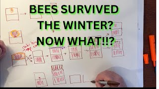Bees survived the Winter? Now What!?