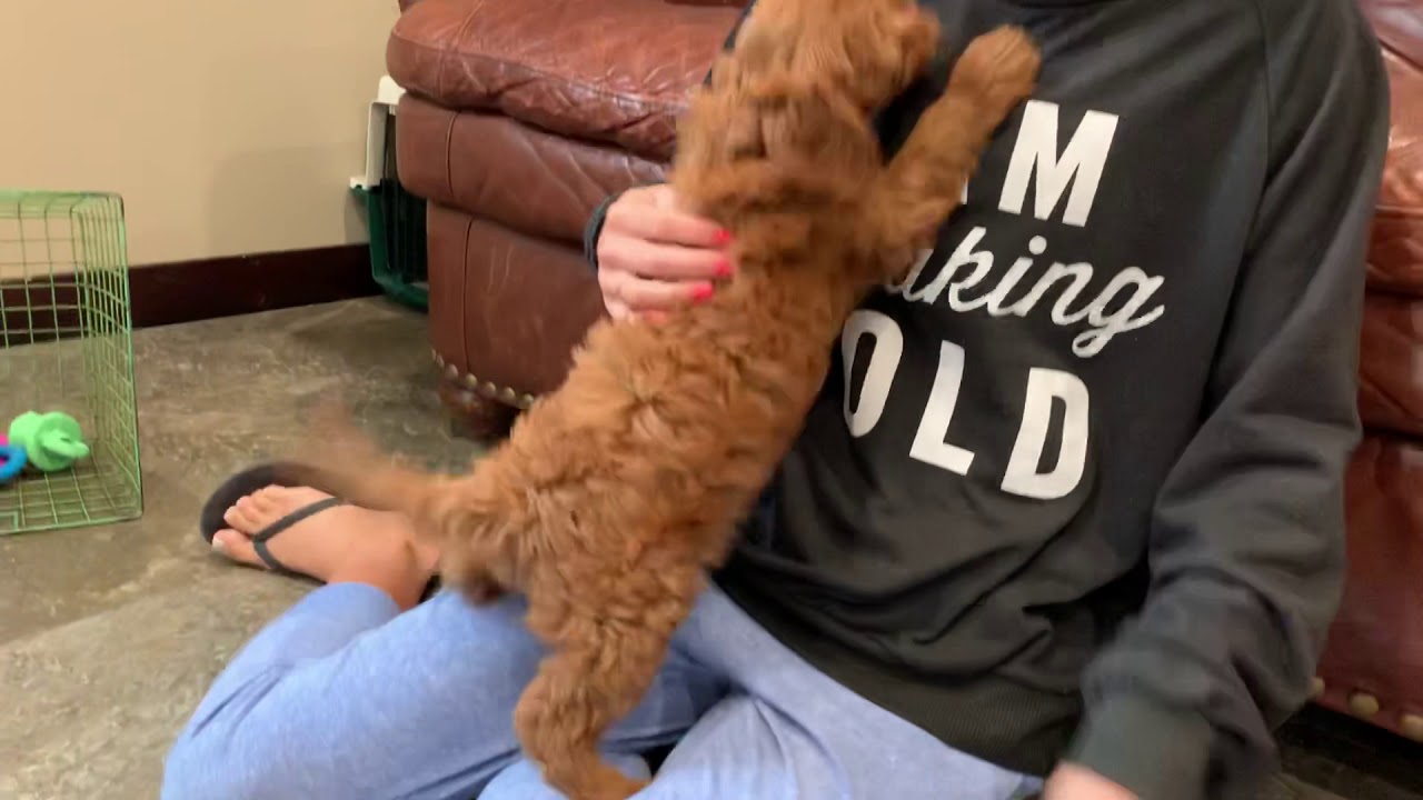 Rusty. Cavapoo - YouTube