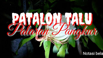 Notasi belajar talu (patalon) palaran pangkur wayang kulit