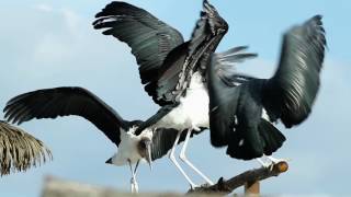 Dernier Show Des Oiseaux