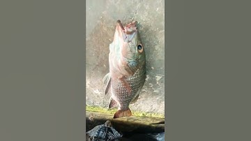 Ikan MJ (Mangrove Jack)
