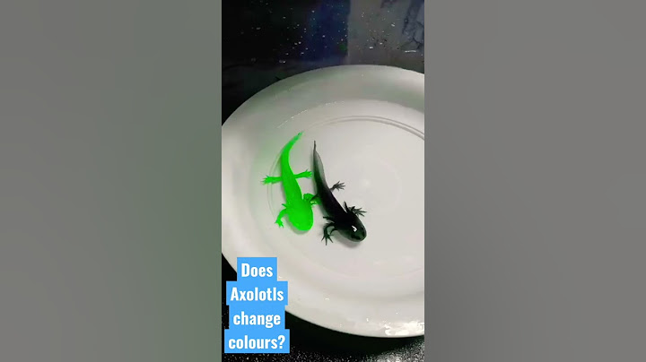 How Axolotls Change its Colours