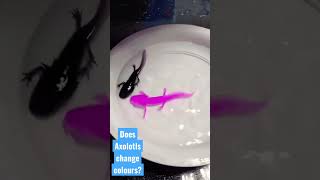 How Axolotls Change its Colours screenshot 5