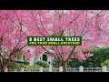 The 8 Best Small Trees for Your Small Backyard 🌲🌳