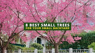 The 8 Best Small Trees for Your Small Backyard 🌲🌳