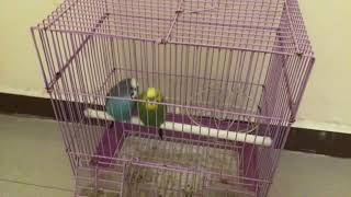 My Little Birds My First Video