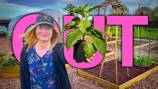 May Gardening Jobs | Peppers, Tomatoes & Beetroot