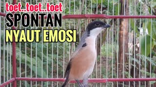 SUARA CENDET GACOR TOET TOET || Hanya Sekali Putar Spontan Bikin Cendet Lain Nyaut Emosi