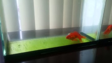 eClypsi. Tái tạo cấu trúc phân tử nước