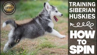 Training A Siberian Husky How To Spin! - Dog Tricks - THE BEST TRAINING VIDEO!