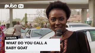 What Do You Call A Baby Goat? Pulse Tv Strivia