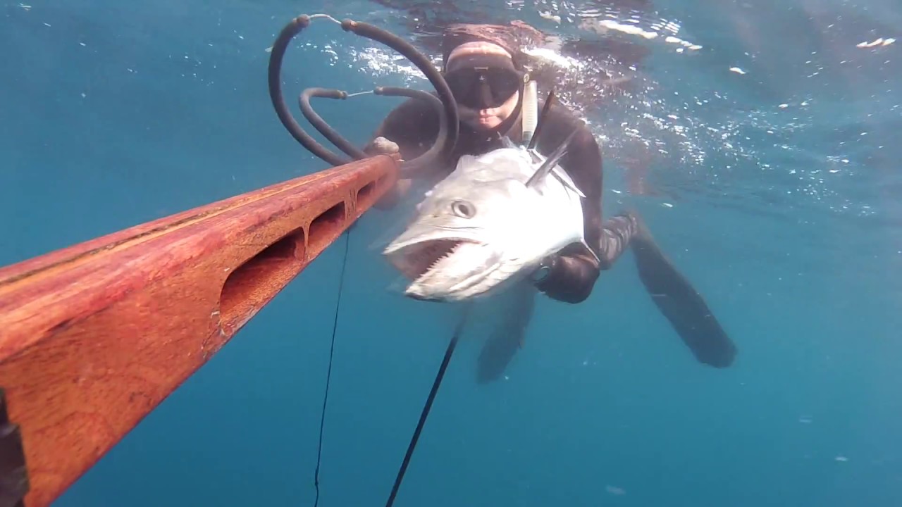 Barracuda, Mackerel YouTube