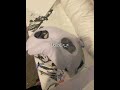 GAHHHHHH HES SEAL #therian #fypシ #furry #moth #maskmaking #ihavekidsinmybasement #silly #etsy