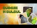 Nico the budgie is mad for bulbul v2